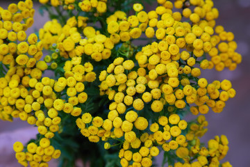 Yellow tansy flowers (Tanacetum vulgare, common tansy, bitter button, cow bitter, or golden buttons) in the green summer meadow. Wildflowers.