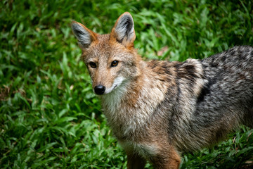 Naklejka na ściany i meble Closeup beautiful lonly wild Coyote looking at camera on green nature grass background.