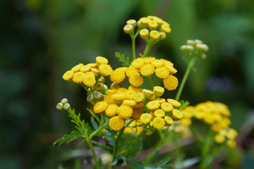 Yellow tansy flowers (Tanacetum vulgare, common tansy, bitter button, cow bitter, or golden...
