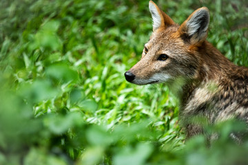 Naklejka na ściany i meble Closeup hunter Coyote sitting on green nature grass looking for hunting, copy space