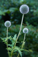 Inflorescences and stems of southern globethistle (Echinops ritro) in July,  growing in the wild, member of the Aster family