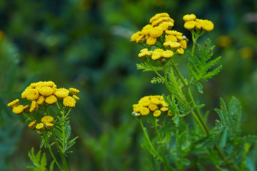 Yellow tansy flowers (Tanacetum vulgare, common tansy, bitter button, cow bitter, or golden buttons) in the green summer meadow. Wildflowers.