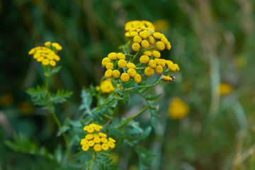 Yellow tansy flowers (Tanacetum vulgare, common tansy, bitter button, cow bitter, or golden buttons) in the green summer meadow. Wildflowers.