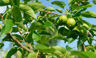 ripen, sunlit, young green apples on a branch, against a blue sky. closeup