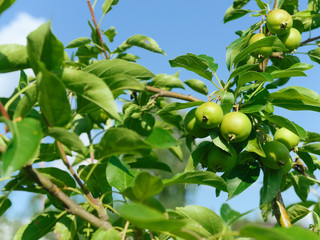 ripen, sunlit, young green apples on a branch, against a blue sky