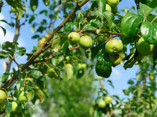 ripen, young green apples on a branch, against a blue sky