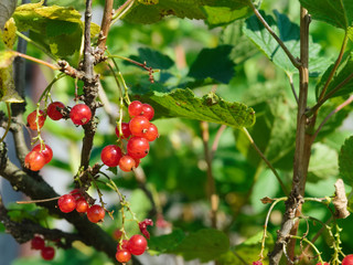 Red currant ripe berries on a bush in summer garden, sunlit