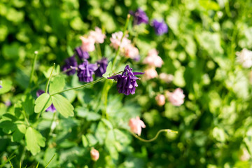 Spring flowers in the park in Brussels, Belgium