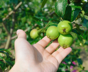 A farmer holds with his hand three ripening green apples on a branch, sunlit