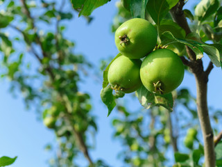 Three green apples on a branch, against a blue sky and foliage. blurred background