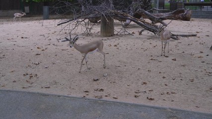 Dorcas gazelle in the national park
