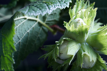 Unshelled hazelnuts still need a few weeks to eat