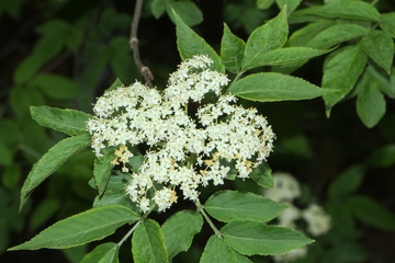 Blüten des schwarzen Holunders, Sambucus nigra