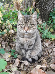 Obraz premium cat in the garden