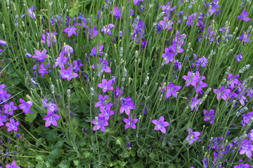 Fototapeta premium Blüten der Polster-Glockenblume, Campanula portenschlagiana 