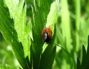 spider on a leaf
