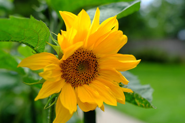 Sonnenblume mit großer Blüte im Park