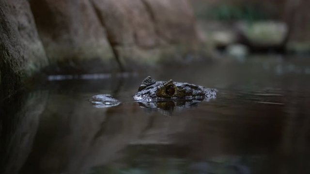 Crocodile head in the water, close-up. dangerous alligator in water 