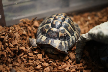 フロリダアカハラガメのイメージ