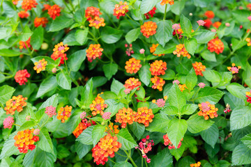 small orange color flower and leaf background view