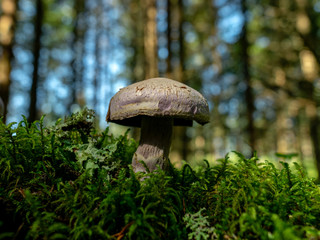 A blurry background version, wild mushrooms in the forest, autumn is the time of mushroom gathering, Latvia