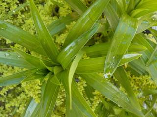 Obraz premium PLANTAS,distintos tipos de hojas