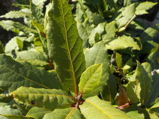 PLANTAS,distintos tipos de hojas