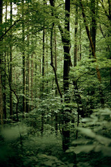 Fototapeta premium Forest greenery 