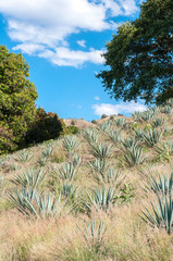 Agave fields in Tequila, Jalisco, Mexico