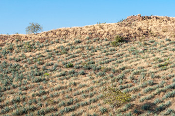 Agave fields in Tequila, Jalisco, Mexico