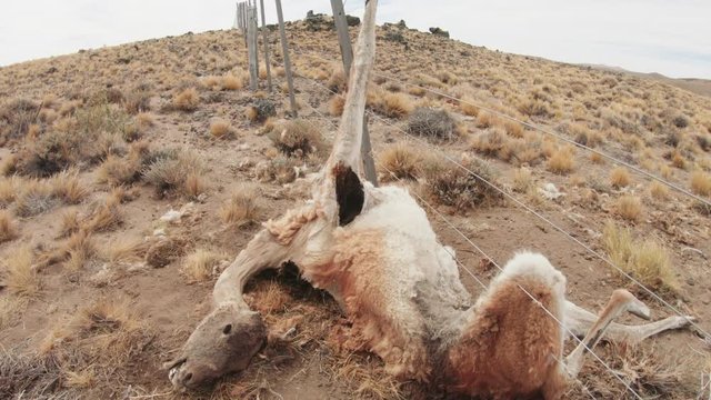 Dead Guanaco on nature, trapped on a wire fence on the Patagonia steppe. Animal endangered. 4k