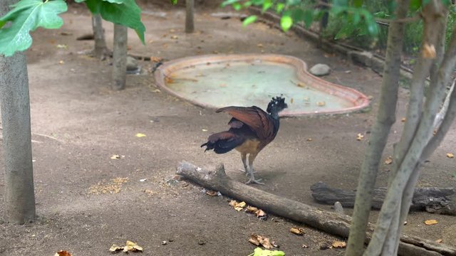 great curassow (Crax rubra), female rufous morph 
