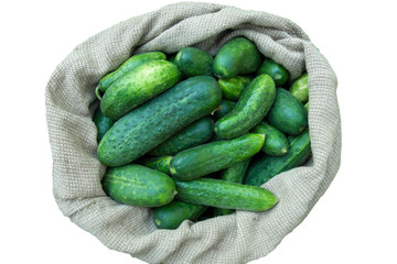 Cucumbers in sack on isolated background. Summer harvest closeup concept image. Organic diet food