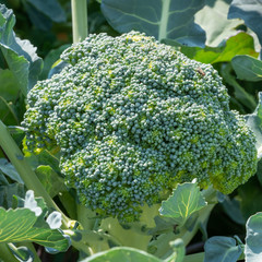 Vegetable, Broccoli