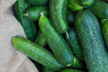 Cucumbers in sack on green grass background. Summer harvest closeup concept image. Organic diet food