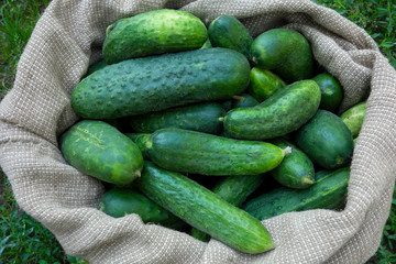 Cucumbers in sack on green grass background. Summer harvest closeup concept image. Organic diet food