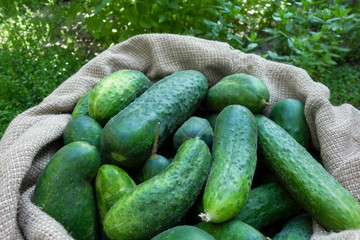 Cucumbers in sack on green grass background. Summer harvest closeup concept image. Organic diet food