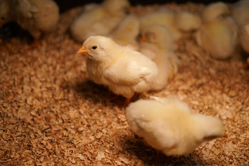 かわいいひよこのイメージ