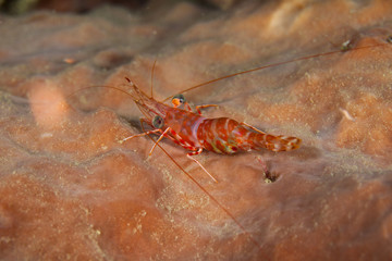 Reef shrimp at night, Cinetorhynchus sp.