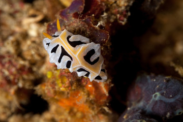Reticulidia fungia is a species of sea slug