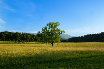 Scenic mountain valley landscape. Lone tree in a pasture with Smoky Mountains in background