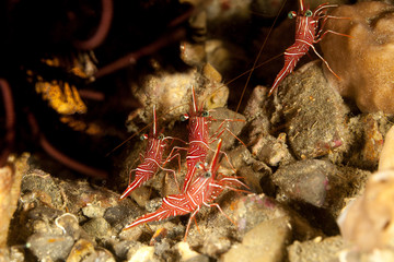 Camel shrimp, Hingebeak prawn, Rhynchocinetes durbanensis