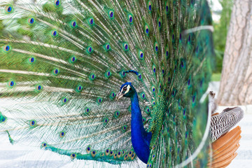 Obraz premium Stunning indian male peacock with open wings showing all its blue eyes over green plumage.
