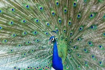Fototapeta premium Stunning indian male peacock with open wings showing all its blue eyes over green plumage.