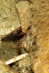 Camel shrimp, Hingebeak prawn, Rhynchocinetes durbanensis