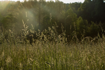 Sunlight filtering through a wildflower meadow at sunset