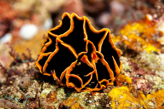 Reticulidia halgerda