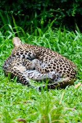 Naklejka na ściany i meble couple baby leopard playing in wildlife breeding station.
