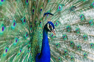 Obraz premium Stunning indian male peacock with open wings showing all its blue eyes over green plumage.