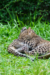 Naklejka na ściany i meble couple baby leopard playing in wildlife breeding station.